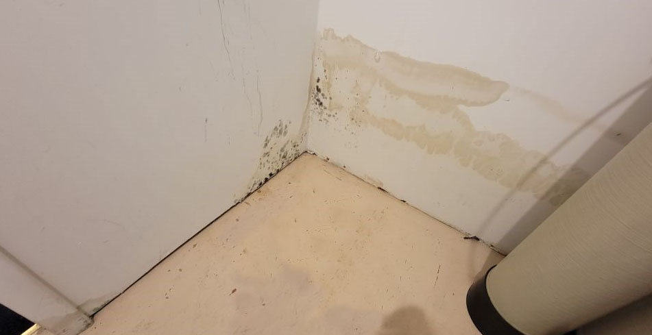 mold remediation companies new jersey