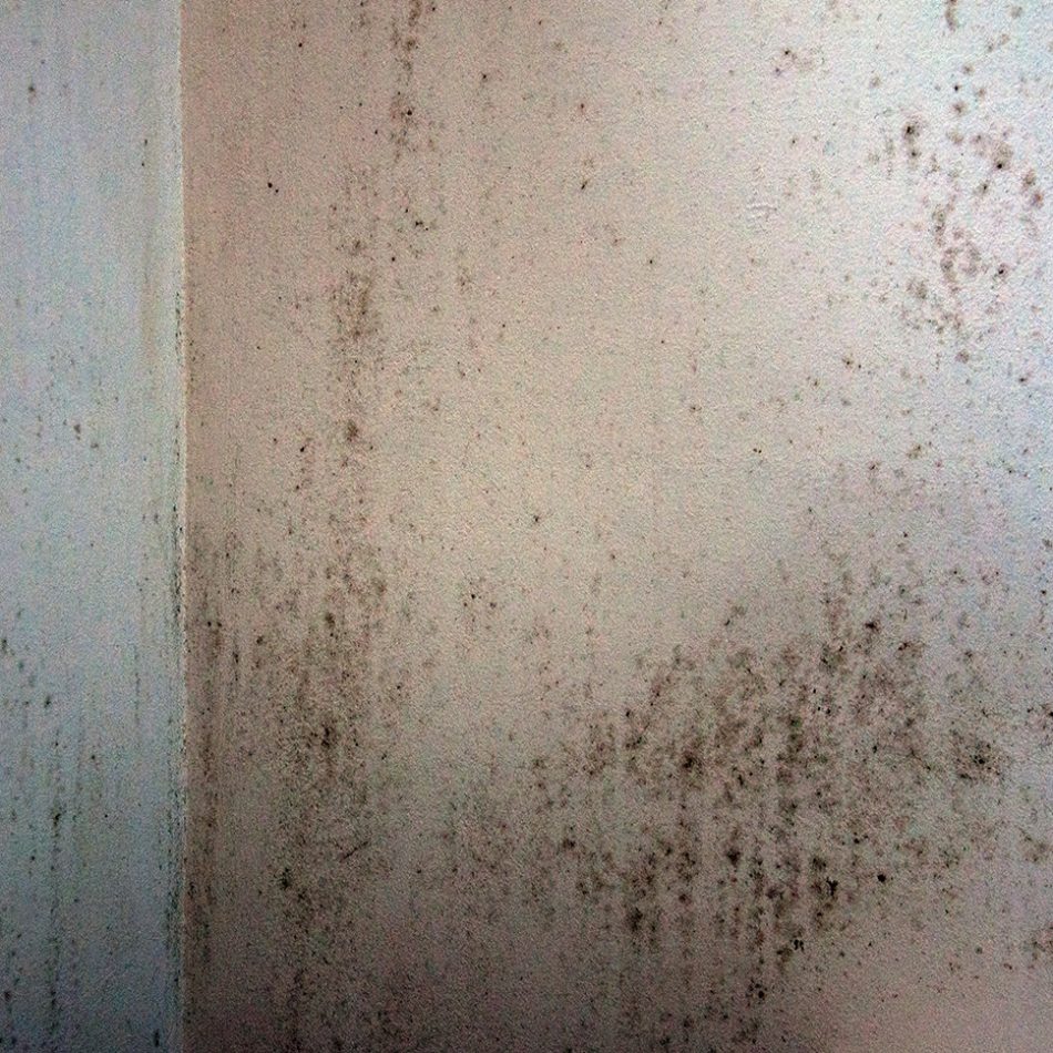 mold-in-the-corner-of-a-wall-2022-11-02-17-56-00-utc